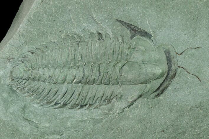 Lower Cambrian Trilobite (Longianda) With Antennae - Issafen #131286